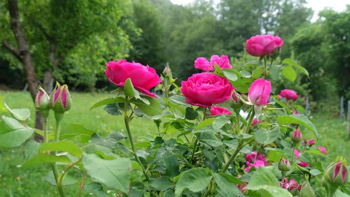 Una rosa única en el mundo, descubierta casi por casualidad