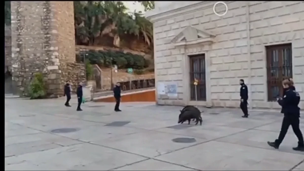 Vídeo: Los jabalíes se dejan ver otra vez por el centro de Málaga