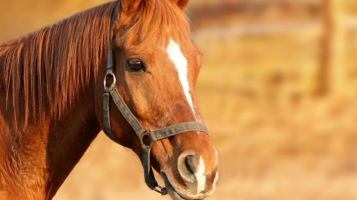 Muere un caballo en la cabalgata del bicentenario de Els Tres Tombs en Barcelona
