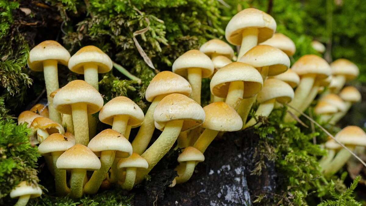 Una compañía de Pontevedra lanza un complemento natural para mejorar el líbido y bienestar sexual