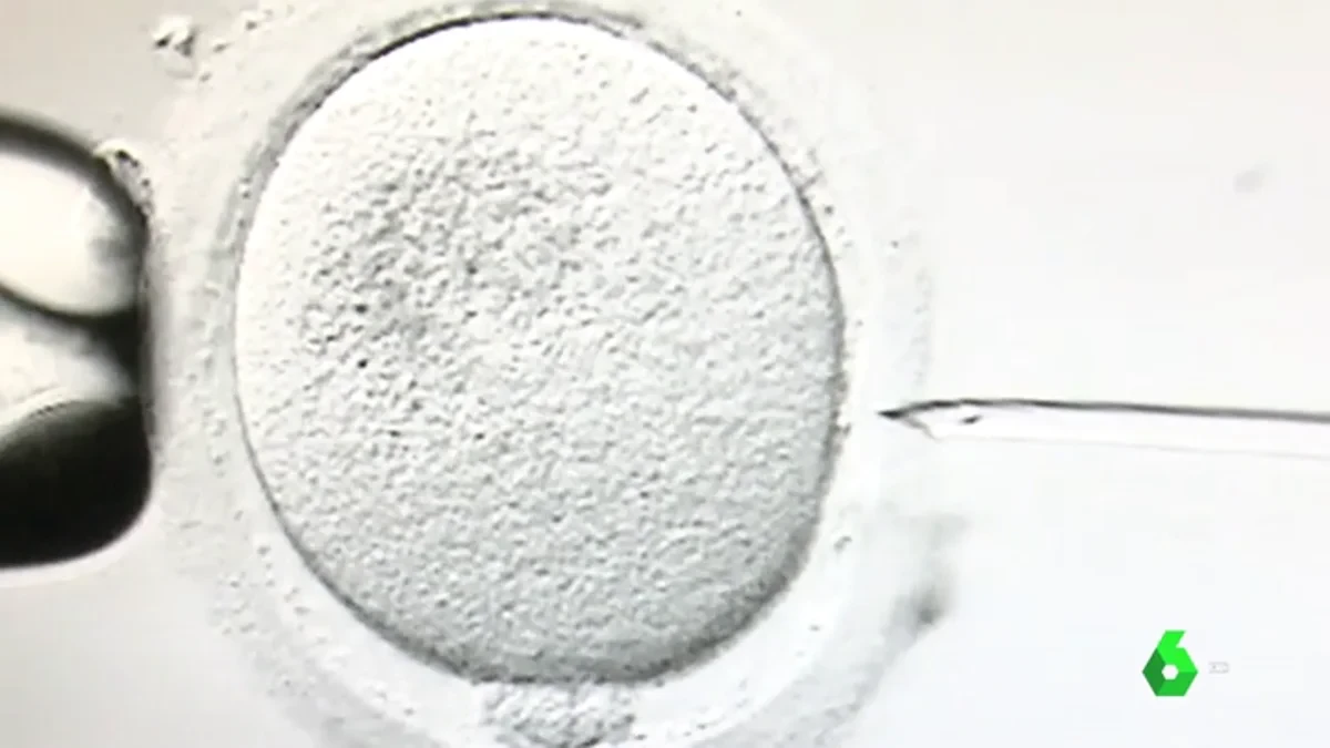 Hallan microplásticos en óvulos y esperma humanos: una señal de alerta para la fertilidad