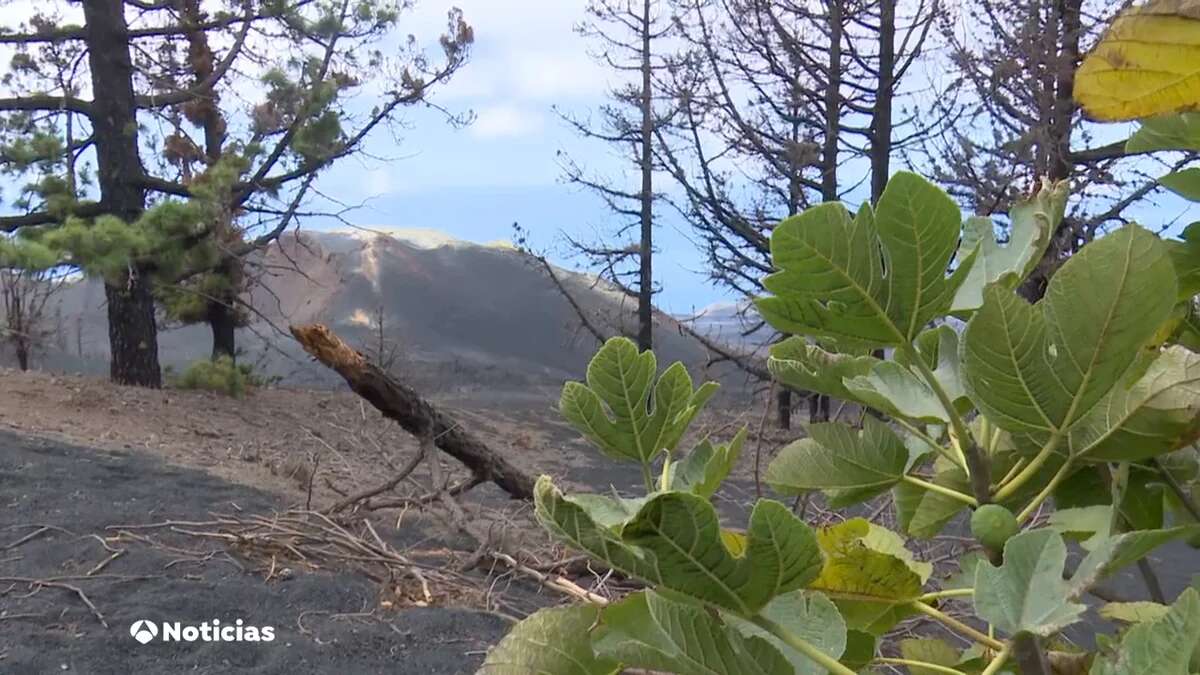 La Palma empieza a recuperar su economía e infraestructuras tres años después del comienzo de la erupción