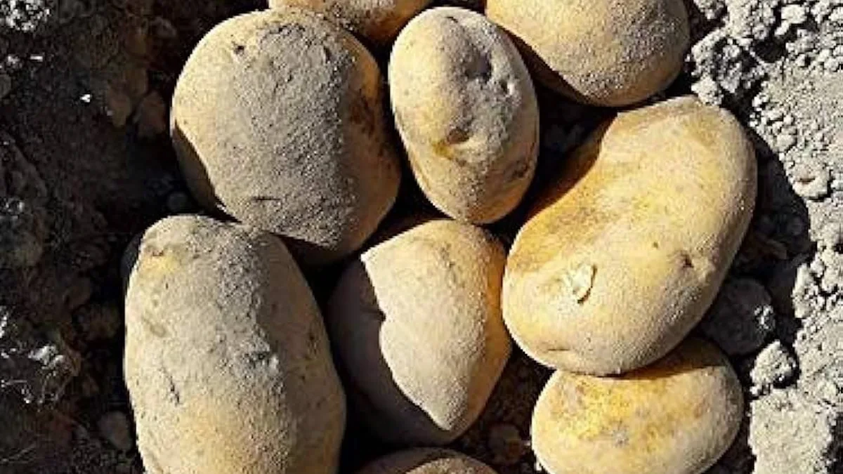 Agricultores canarios denuncian la entrada de papa israelí a bajo coste y sin cumplir los controles fitosanitarios para la salud