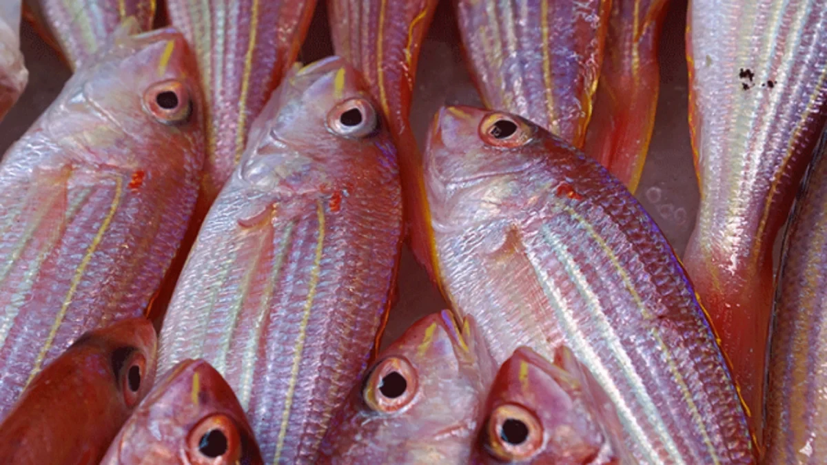 Alerta alimentaria por altos niveles de mercurio en un pez espada procedente de España