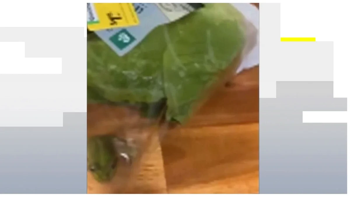 Un matrimonio australiano descubre una rana viva dentro de su bolsa de ensalada