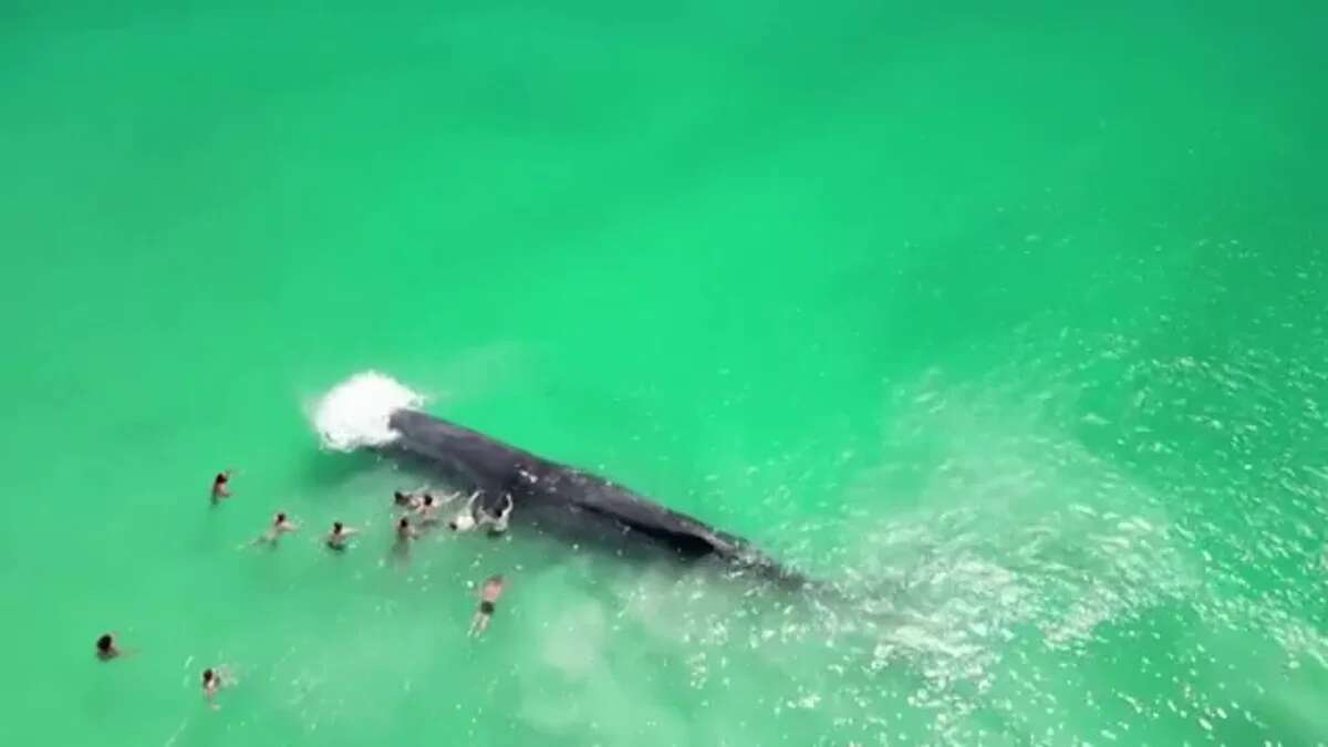 Muere una enorme ballena tras interactuar con decenas de bañistas en una playa australiana