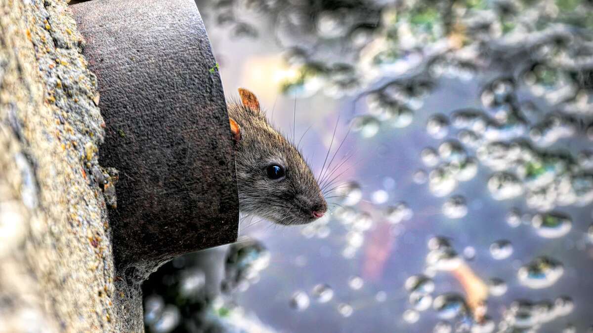 Vecinos de Pontevedra se quejan por la presencia de ratas y otros roedores en pleno centro