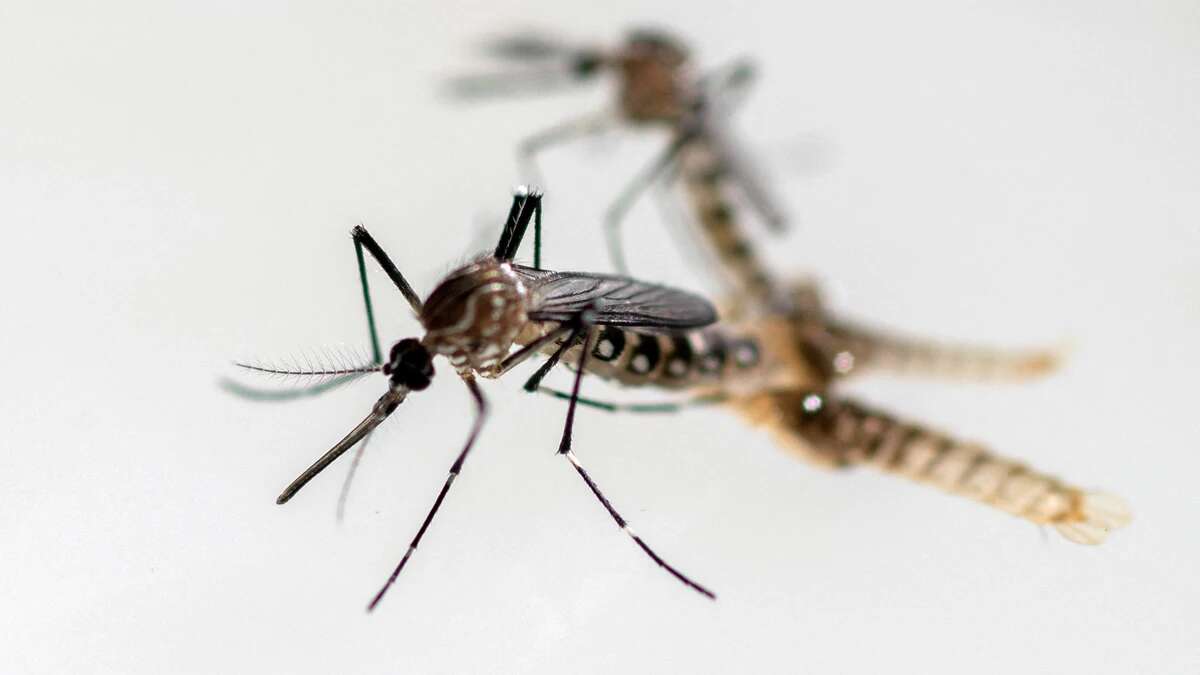 El mosquito del Japón se expande por España: transmite enfermedades graves como el Virus del Nilo