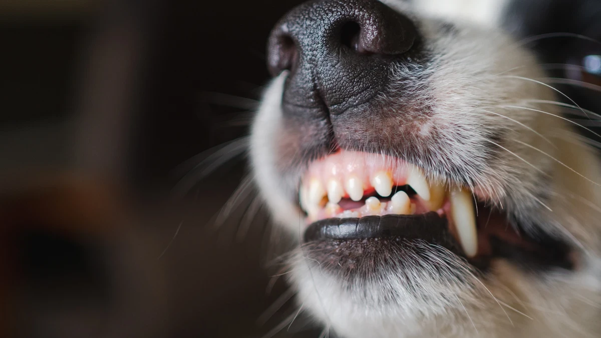 Un hombre, grave en la Comunidad Valenciana tras contagiarse de la rabia por una mordedura de perro