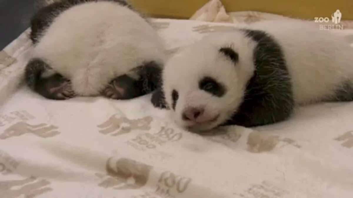 La ternura de unos recién nacidos: dos bebés oso panda abren los ojos por primera vez entre bostezos