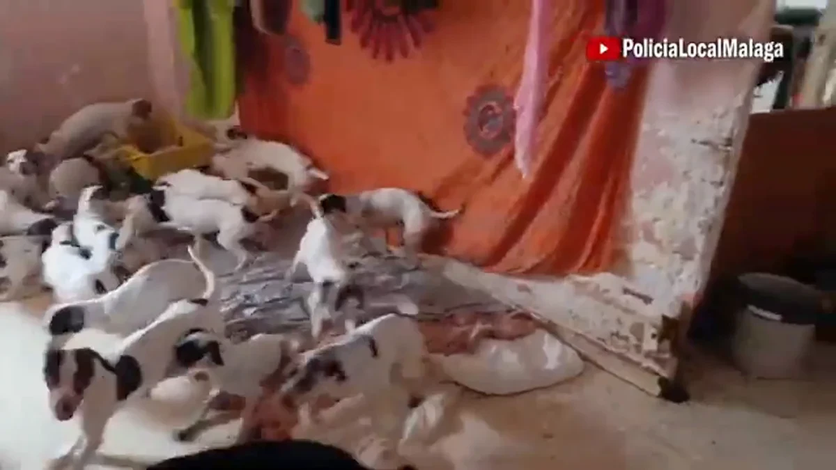 Encuentran 33 perros, uno de ellos muerto, y 9 gatos viviendo en situación de insalubridad con una mujer en Málaga