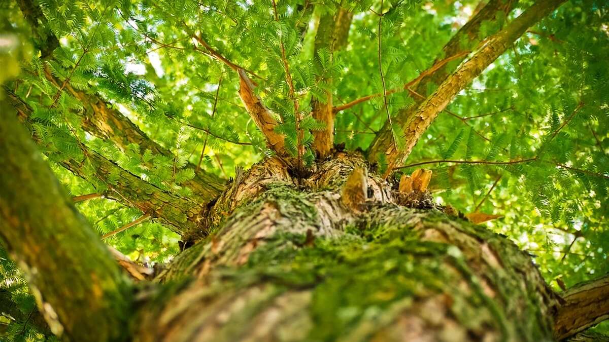 Una pareja de ancianos muere abrazada al caer un árbol sobre su casa durante el huracán Helene