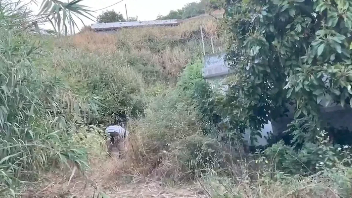 Vídeo: Pillan a un pirómano intentando prender fuego al Monte de Moya, en Las Palmas de Gran Canaria