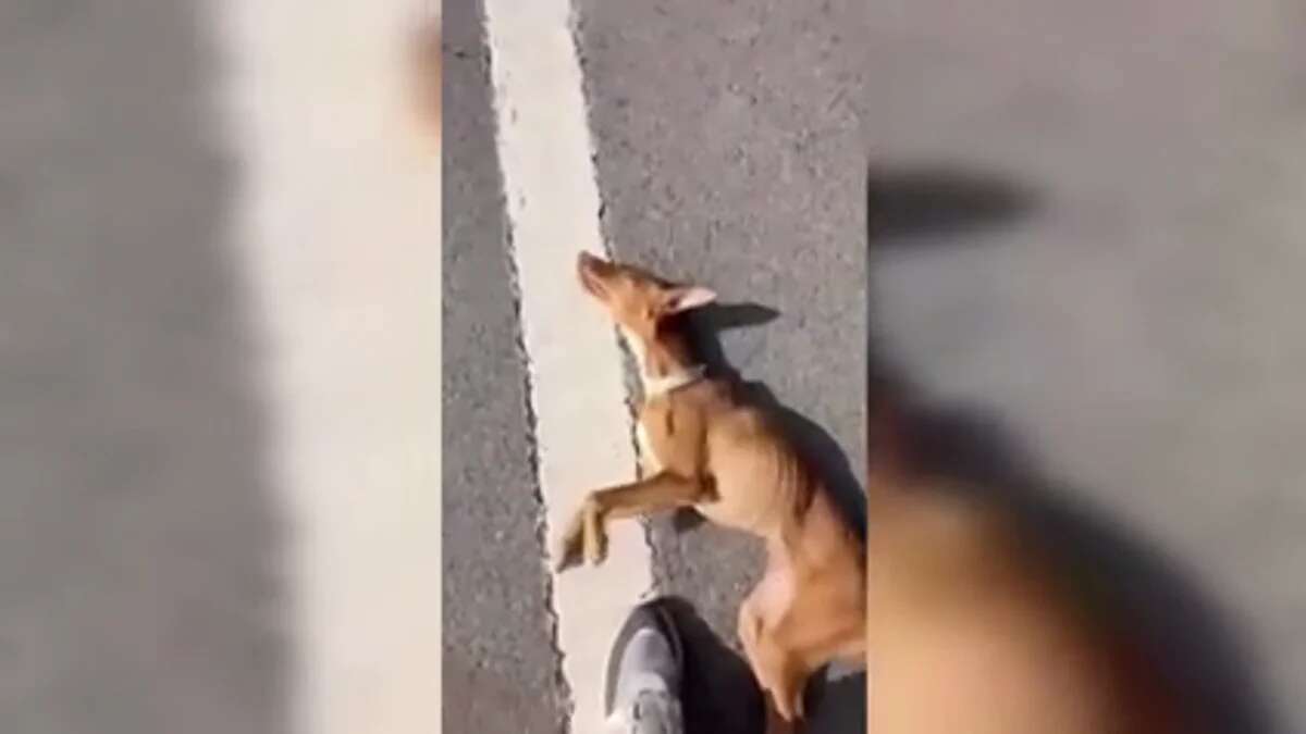 Malherida y abandonada en el arcén: así encontró un conductor a Mya, la perrita rescatada en Jaén