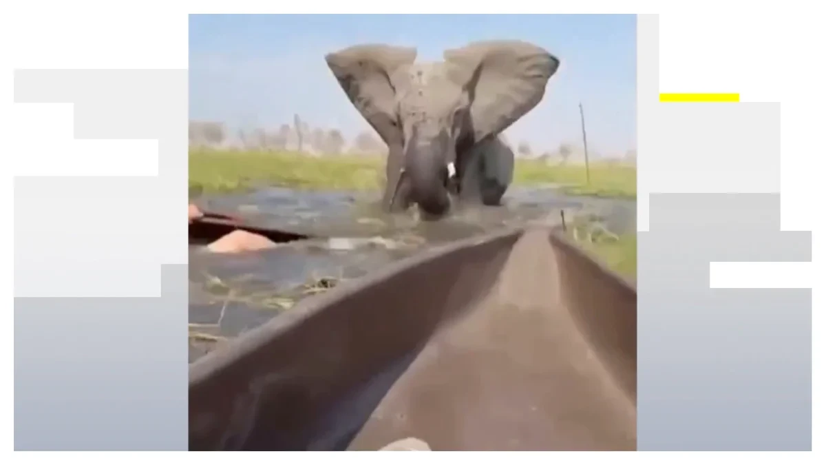 VÍDEO: Un elefante ataca a un grupo de turistas y hunde a una mujer bajo el agua en un safari de África