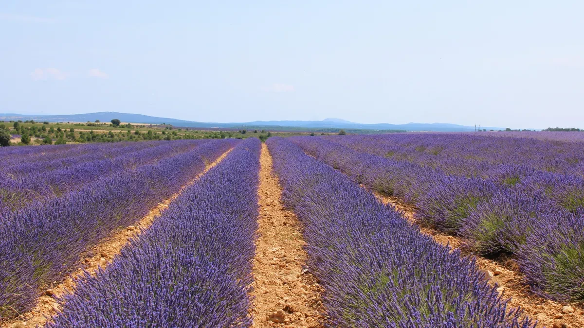 Crisis de la lavanda: precios irrisorios y esencias sintéticas como competencia