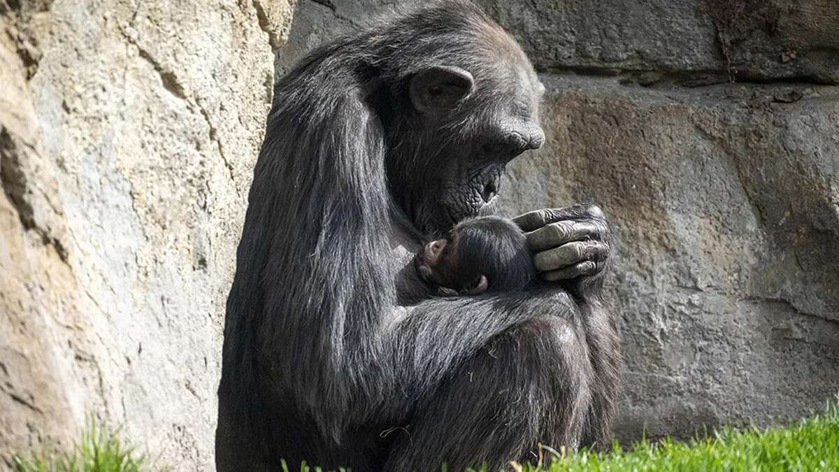 Natalia, la chimpancé del Bioparc de Valencia, suelta a su bebé fallecido después de siete meses aferrada al cadáver