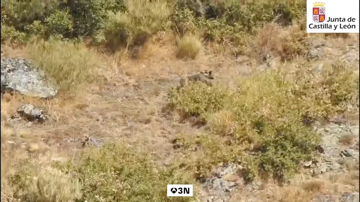 Campaña para la convivencia con los osos en León: contenedores especiales y trampas para alejarlos de las poblaciones