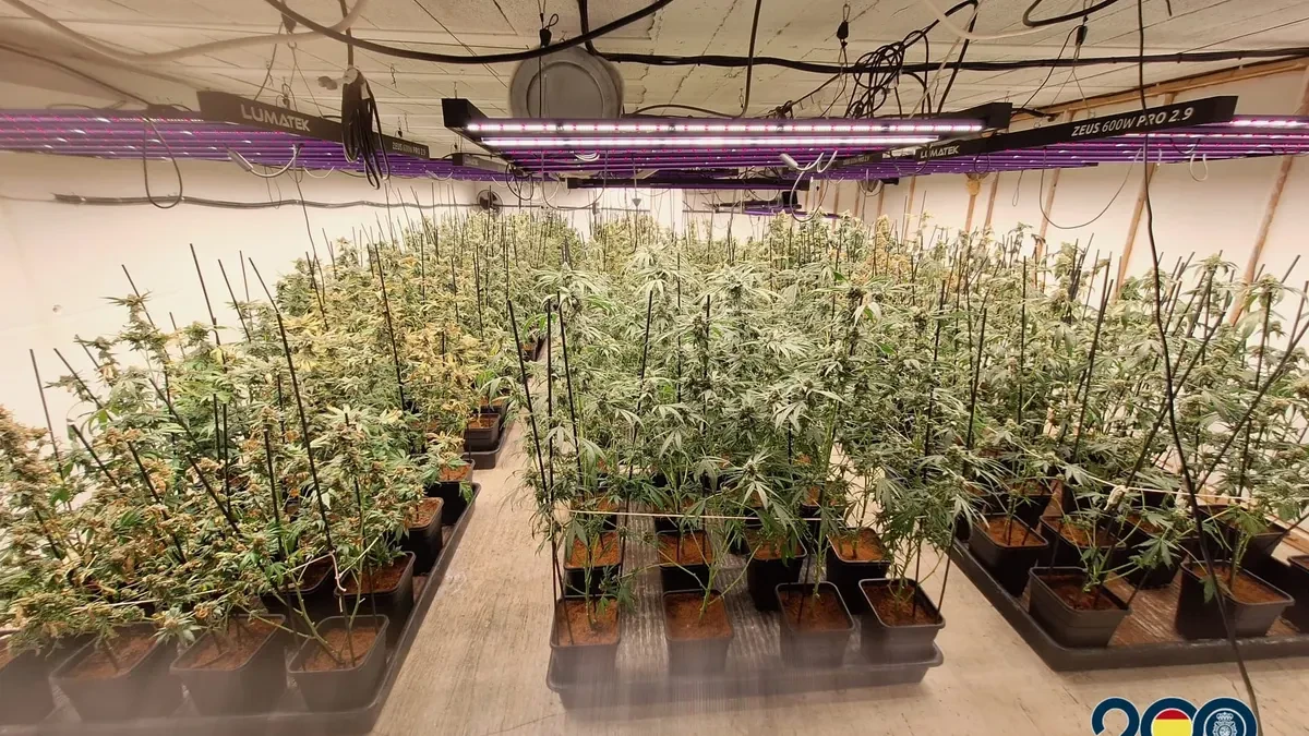 Una banda criminal alquilaba casas de lujo para esconder plantaciones de marihuana en Tenerife