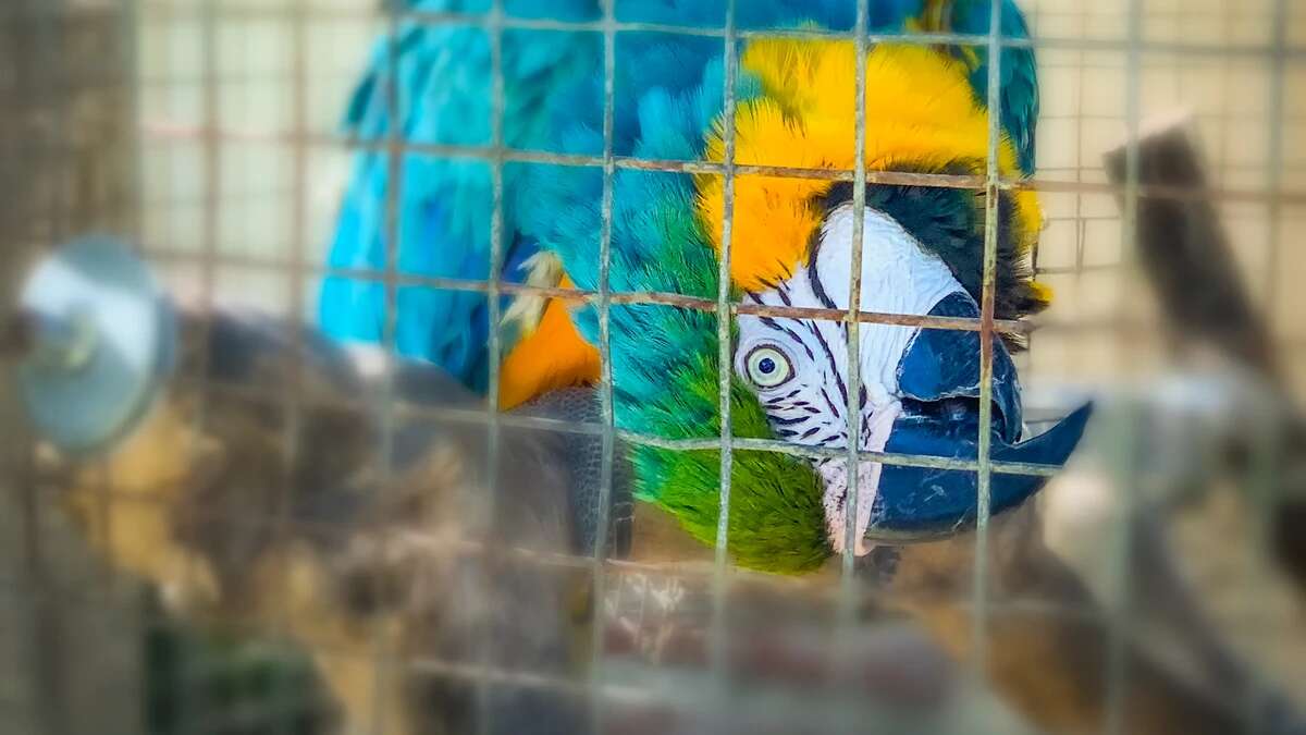 Rescatan a un guacamayo que se arrancó sus propias plumas por estrés tras 15 años de cautiverio