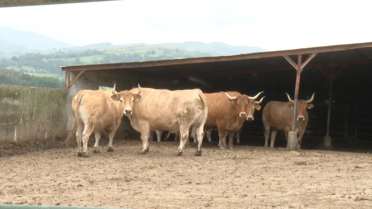 Roban un buey de 1.500 kilos a un conocido ganadero de Carranza, en Bizkaia