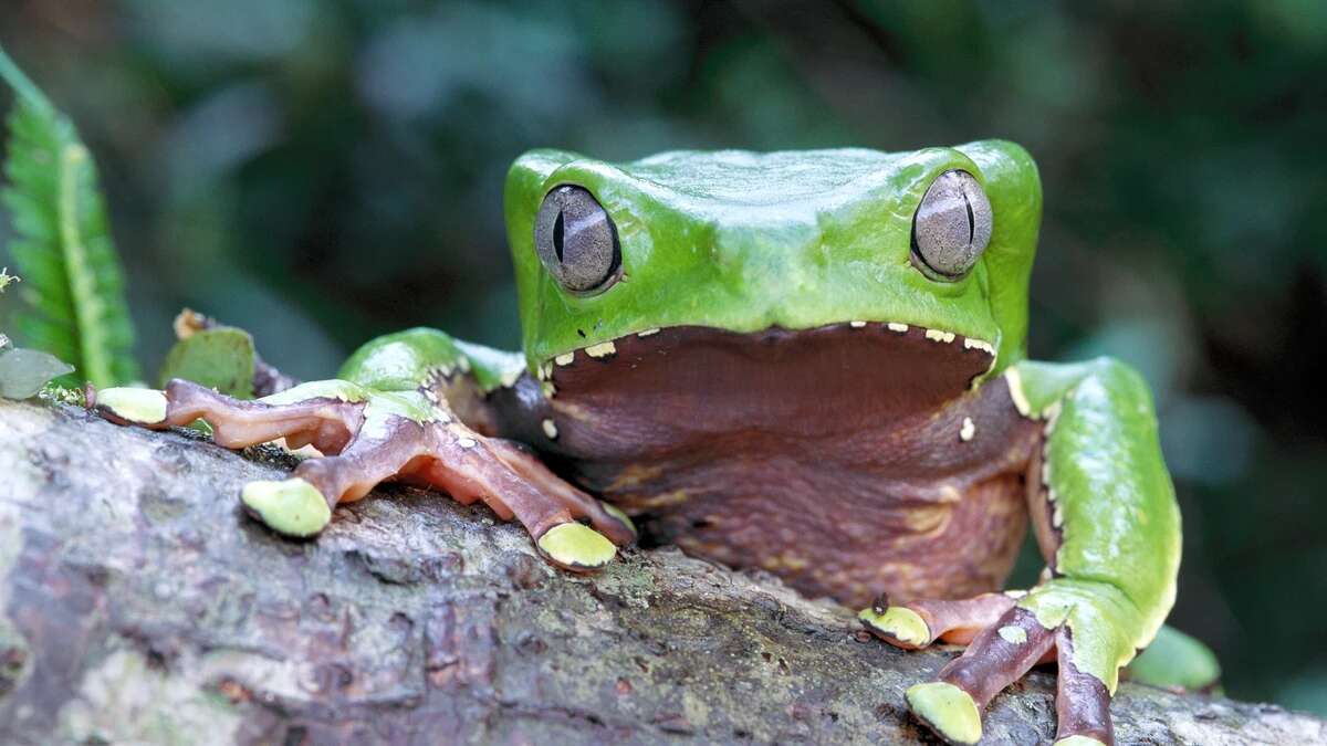 Muere una actriz tras ingerir veneno de rana durante una ceremonia en un retiro espiritual