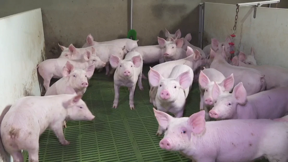 El sector porcino español se prepara para ganar terreno en China