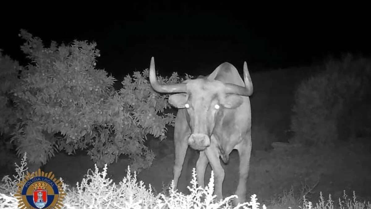 Encuentran muerto al toro extraviado de una ganadería en Almenara tras una extensa búsqueda