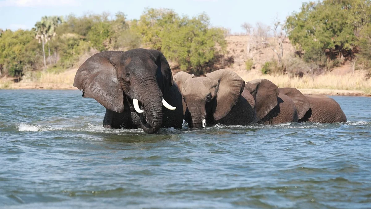 Mueren dos turistas en un safari en Zambia al ser embestidas por un elefante
