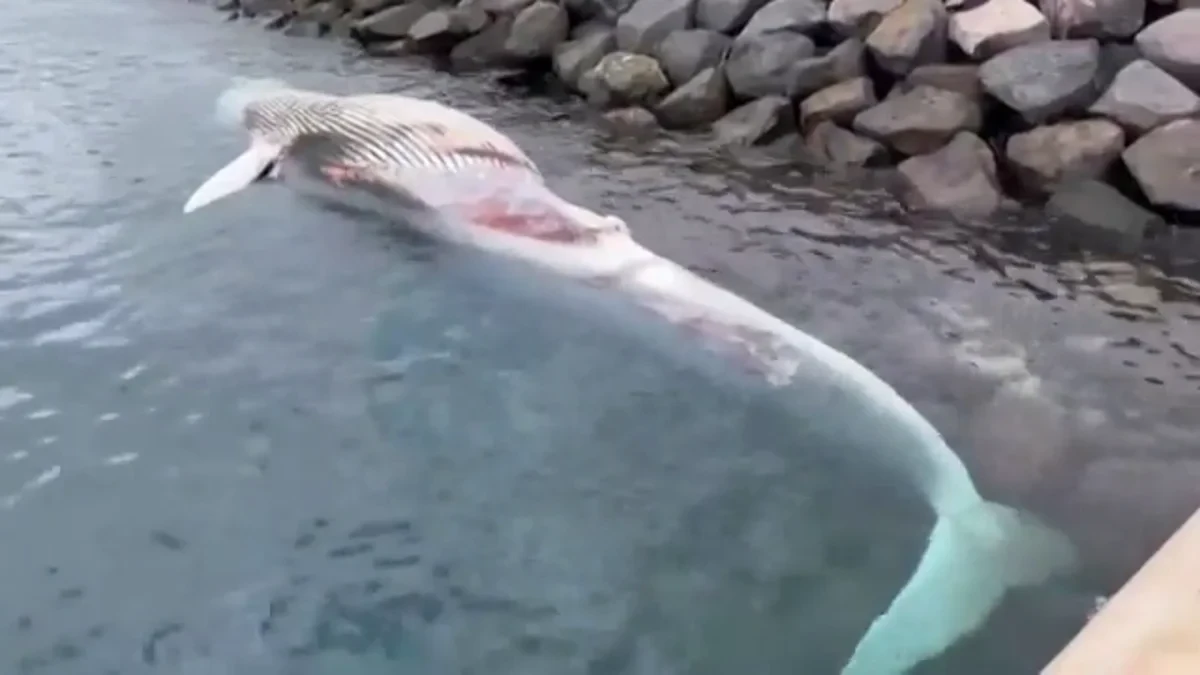 Aparece una ballena muerta en la costa de Gran Canaria