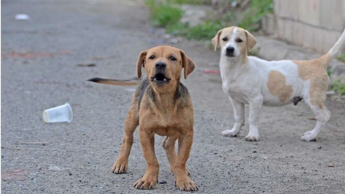 Muere una niña de 2 años tras ser atacada por una jauría de perros callejeros