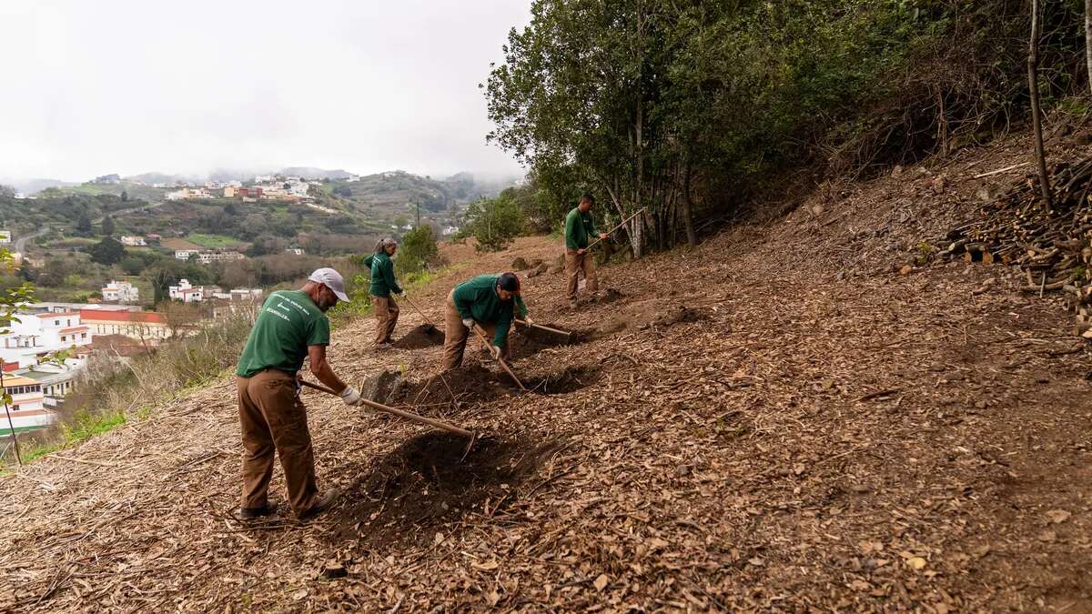 Crean en Gran Canaria el bosque de los recuerdos: un adiós en armonía con la naturaleza