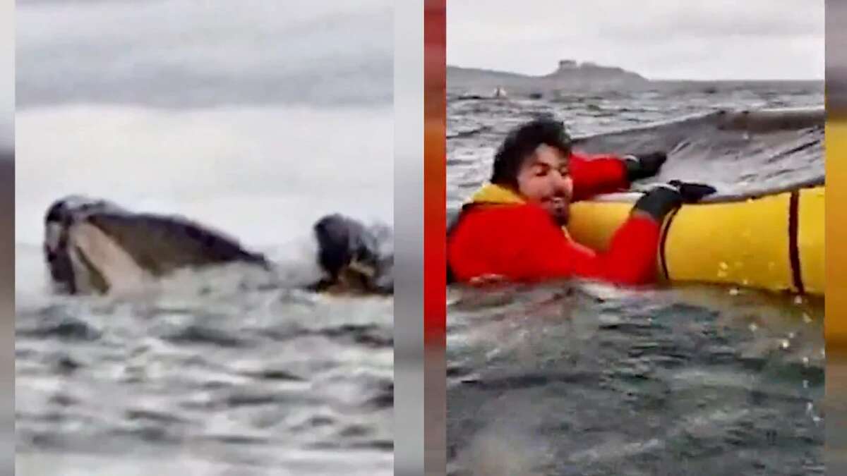 El momento exacto en que una ballena se traga y escupe a un joven que practicaba kayak en el Estrecho de Magallanes