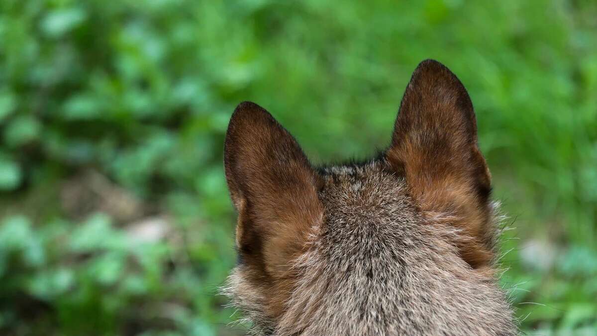 Un lobo ataca a un rebaño de ovejas a plena luz del día en el norte de Burgos: los ganaderos exigen soluciones