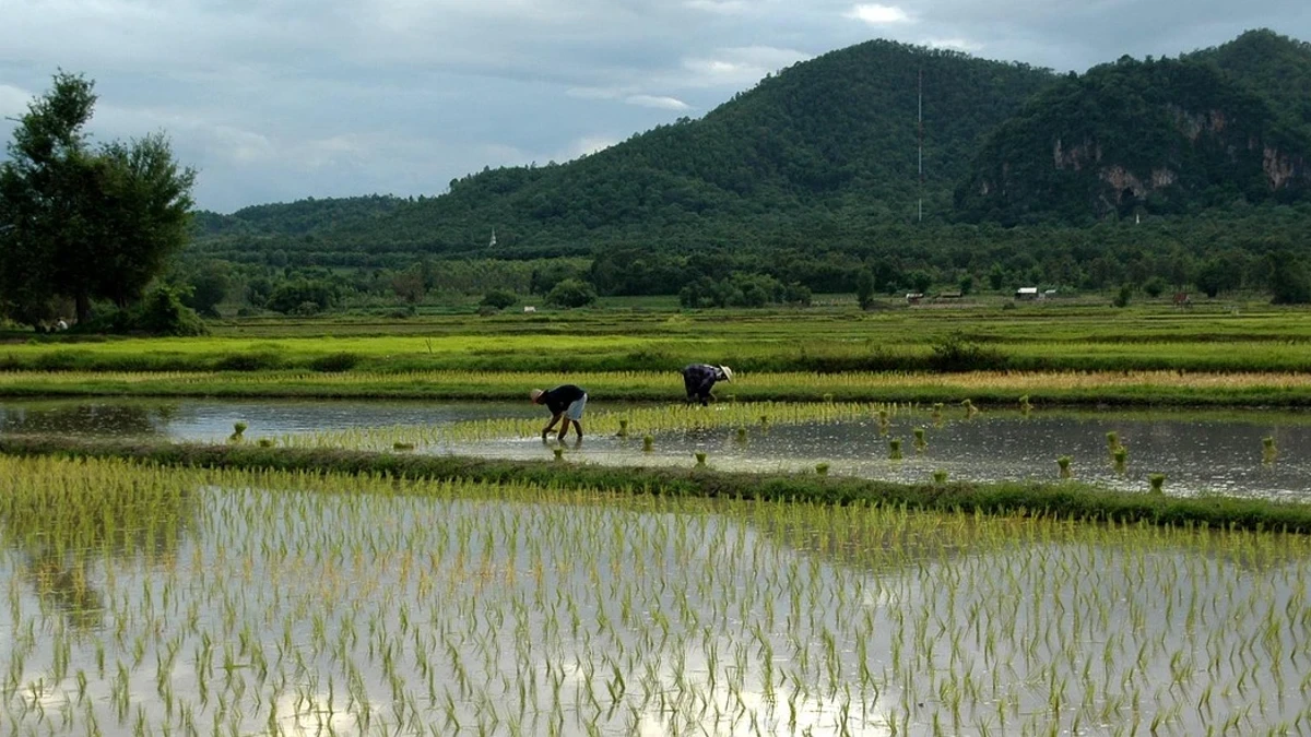 Arsénico en el arroz, una amenaza silenciosa para tu salud