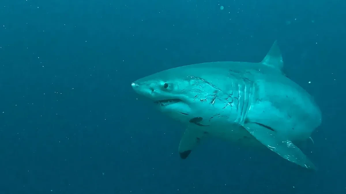 Avistan un tiburón de casi 10 metros en Marbella por primera vez en décadas
