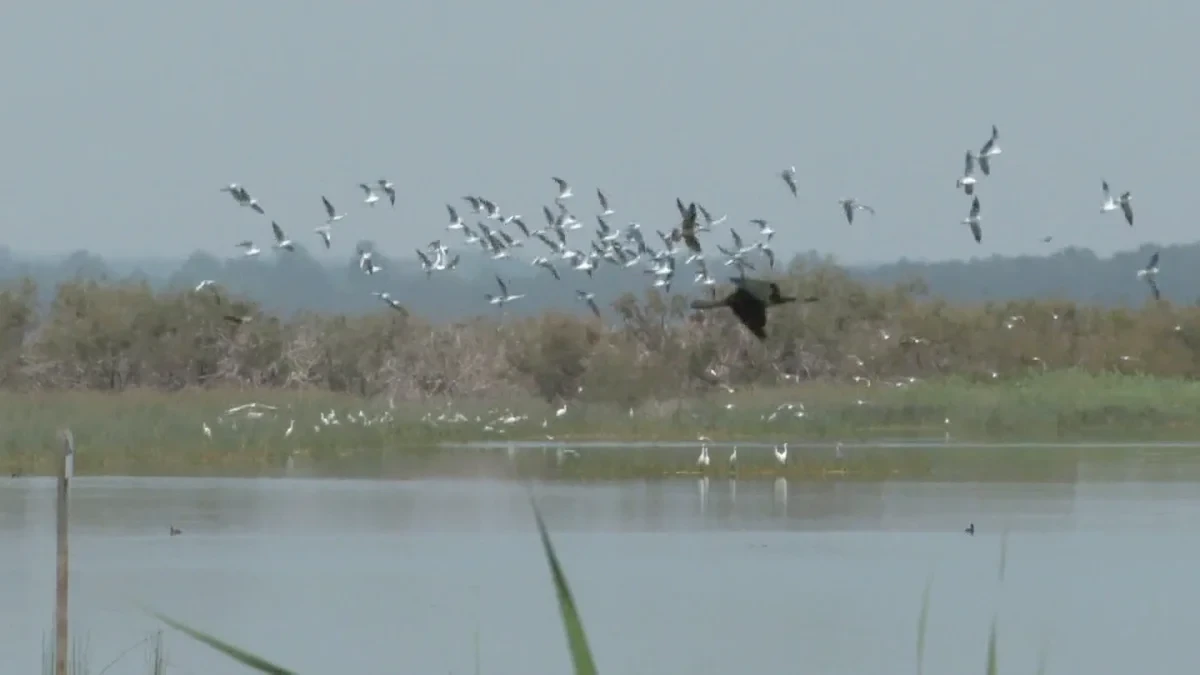 Doñana registra su mejor cifra de aves acuáticas en cinco años