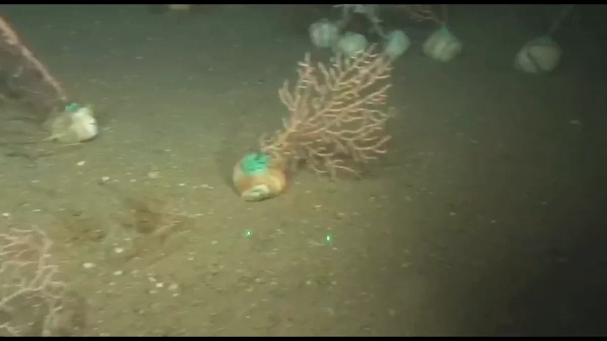 Pescadores catalanes ayudan a repoblar los bosques de coral del Mediterráneo