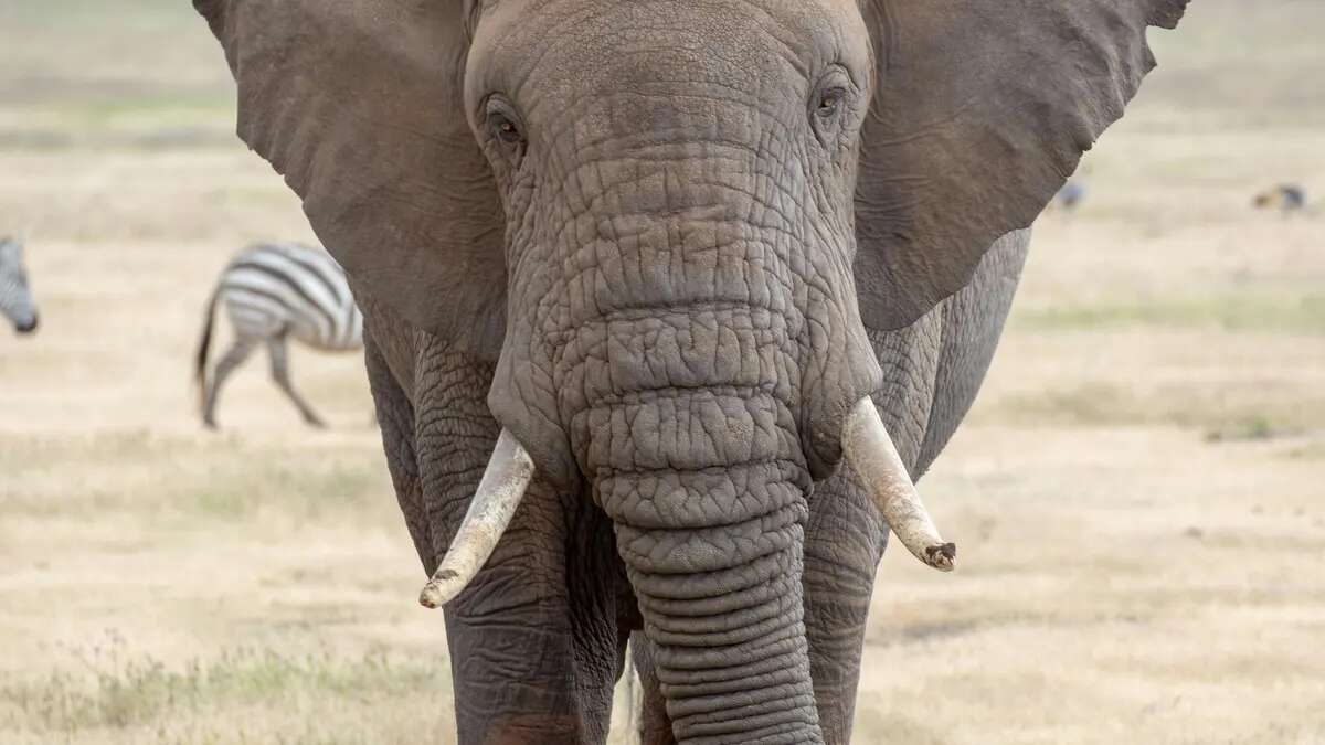 Muere un turista tras ser atacado por un elefante en el Parque Kruger