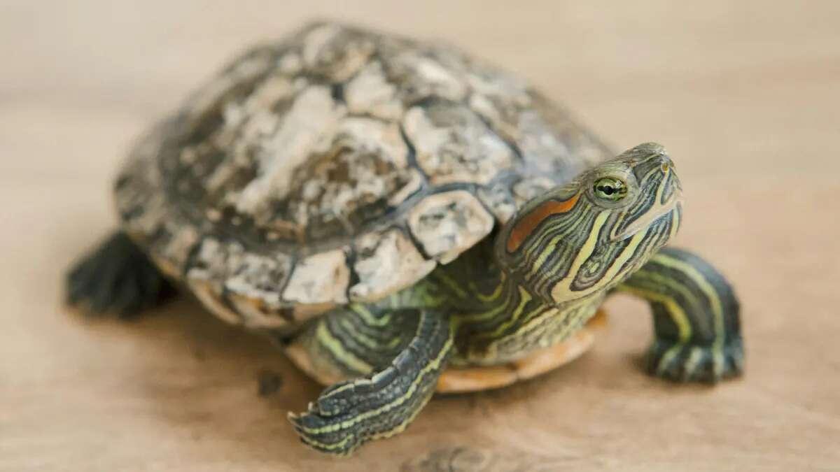 Encuentran una tortuga viva escondida en los pantalones de un hombre en el aeropuerto de Nueva Jersey