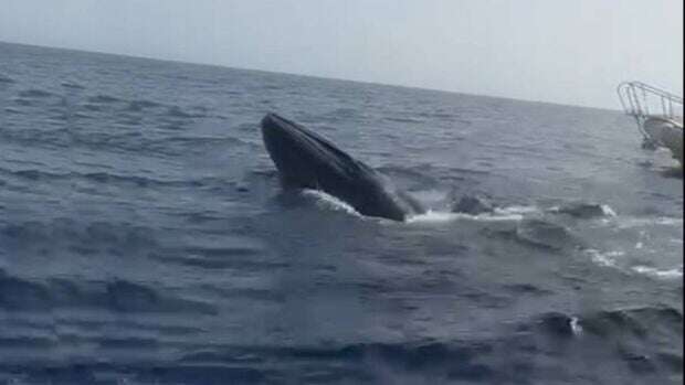 VÍDEO: Salva la vida a una ballena enredada entre cuerdas y anzuelos en Fuerteventura