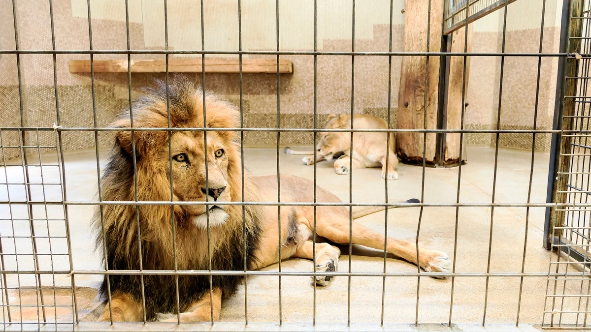 Muere devorado por un león días después de comprarlo como mascota para su jardín