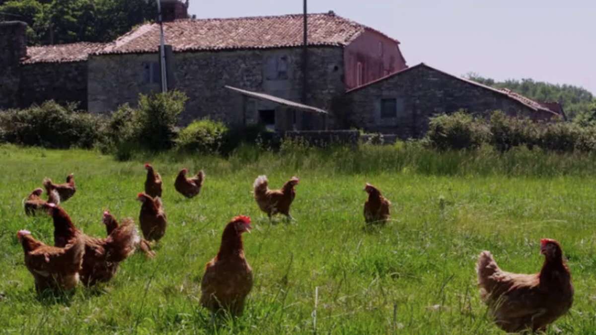 Encuentran cuatro cuerpos torturados, decapitados y quemados entre fincas agrícolas