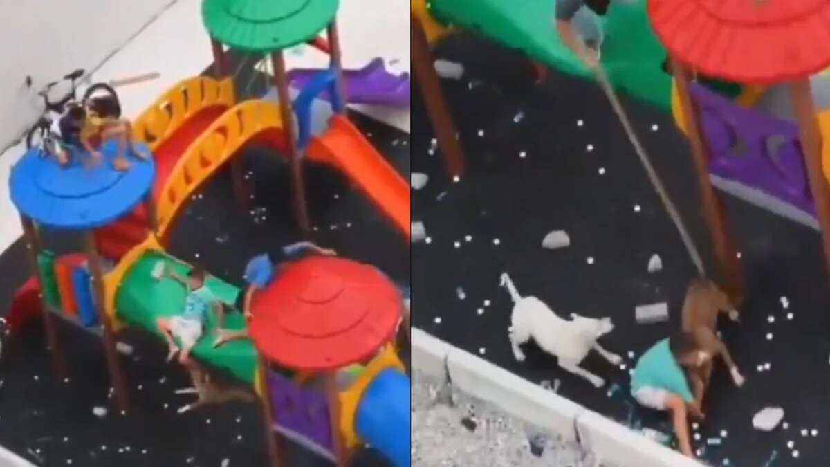 Brutal ataque de dos pitbull a tres niños en un parque infantil