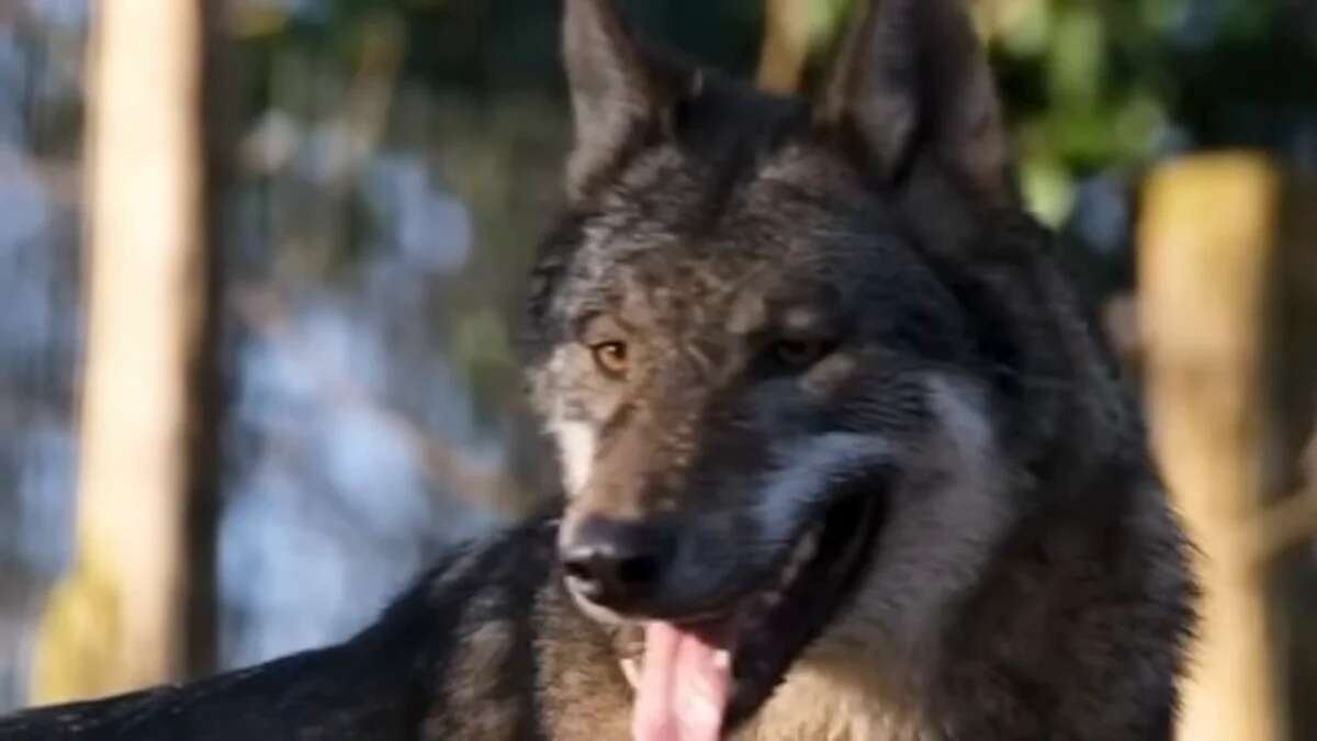 Ataque de lobos en la Sierra de Guadarrama: decenas de ovejas y becerros muertos