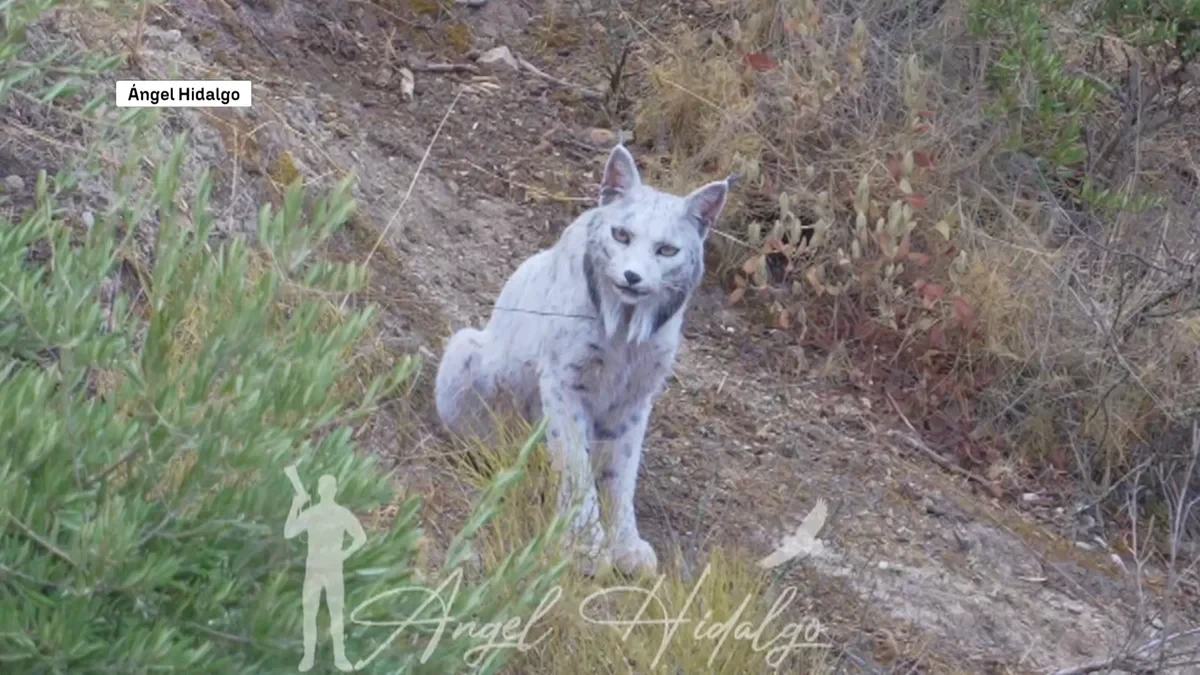 El lince ibérico blanco de Jaén está recuperando su color natural