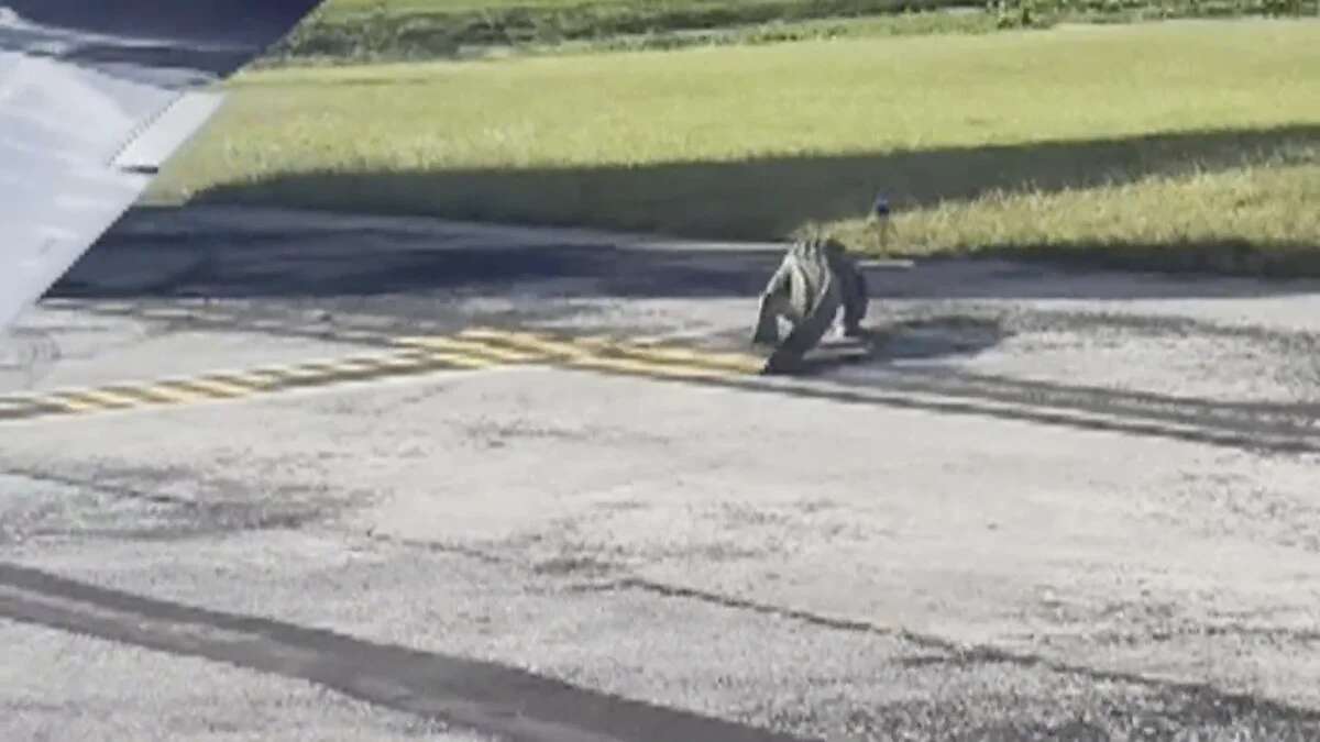 VÍDEO: Un cocodrilo se pasea por la pista de un aeropuerto en Florida mientras los trabajadores intentan espantarlo