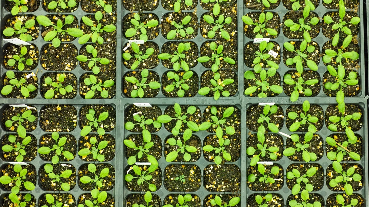 Vacunas más eficaces para plantas sin modificar sus genes y protegerlas frente a infecciones
