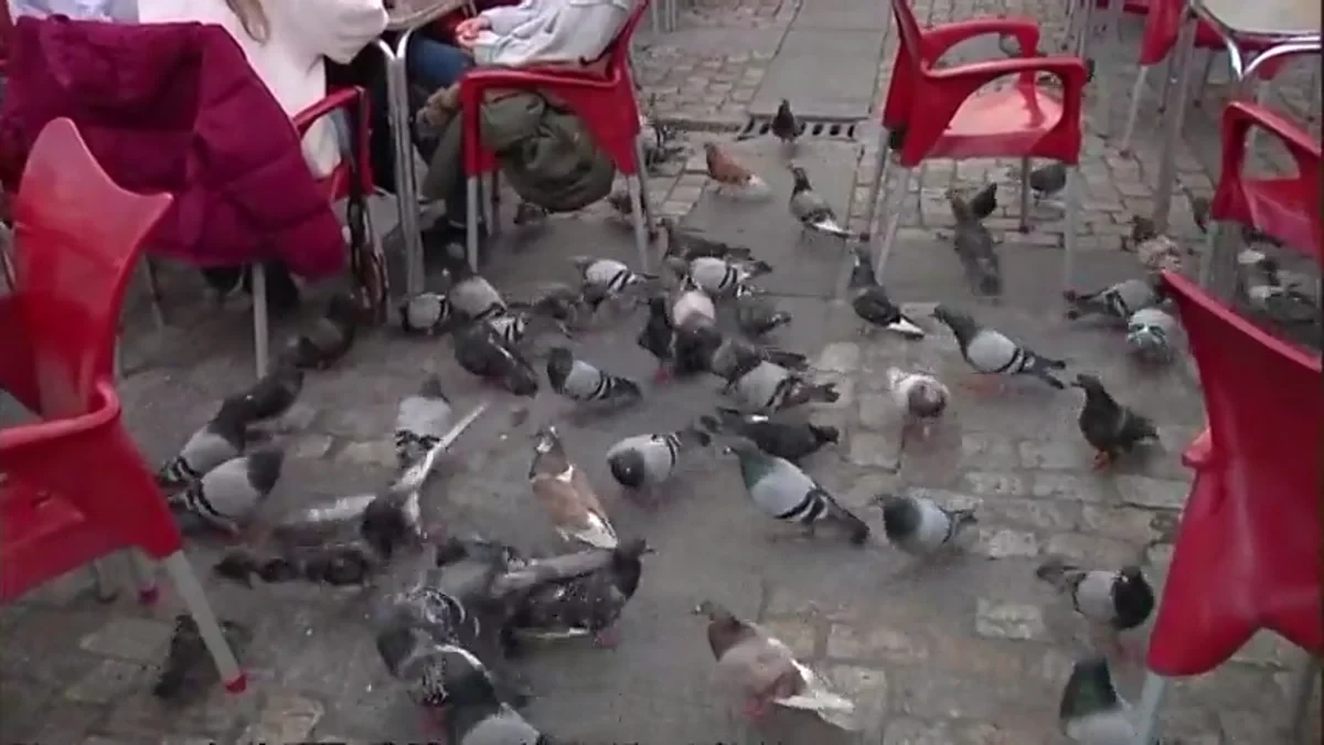 Barcelona, invadida por las palomas: más de 100.000 ejemplares campan por la ciudad