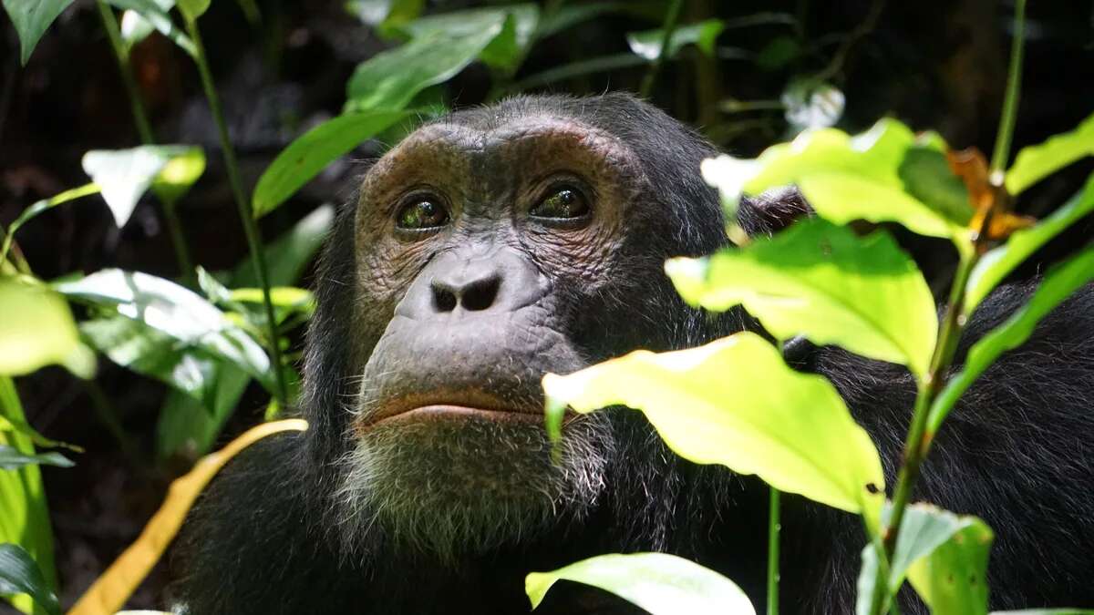 Un chimpancé mata y descuartiza a una bebé tras robarla de los brazos de su madre